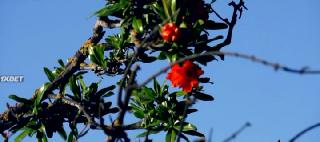 Шершни-убийцы (2020)