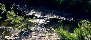 Шершни-убийцы (2020)