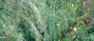 Шершни-убийцы (2020)