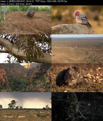 Wild Australia S01 1080p DSNP WEBRip DDP5 1 x264 NTb 